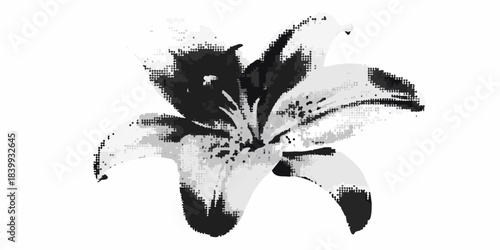 A striking black and white illustration of a blooming lily flower