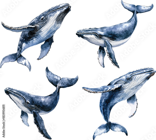 Watercolor blue whale  illustration vector isolated on white background. Hand-painted realistic underwater animal art.