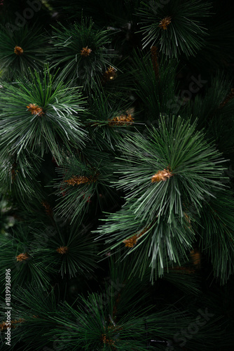 Lush green pine needles with small brown cones, captured in vivid detail.
