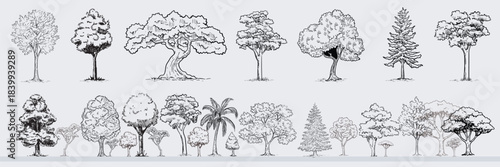 Minimal style cad tree line drawing, Side view, set of graphics trees elements outline symbol for architecture and landscape design drawing. outdoor forest garden section