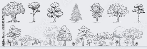 Minimal style cad tree line drawing, Side view, set of graphics trees elements outline symbol for architecture and landscape design drawing. outdoor forest garden section
