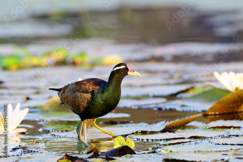 bronze-winged jacana, Metopidius indicus, foraging on lilies and floating aquatic vegetation