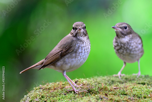 brown to grey birds mirroring each other while perching on mossy spot, rufous-tailed robin, Larvivora sibilans