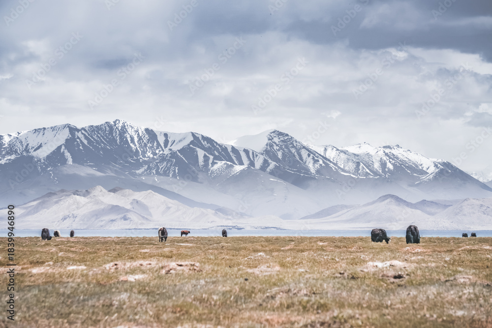 Fototapeta premium Yaks grazing and wandering across grassy pastures in the Tien Shan Mountains of the Pamirs in Tajikistan, against a backdrop of snow-capped mountain peaks and glaciers, panorama near Lake Karakul