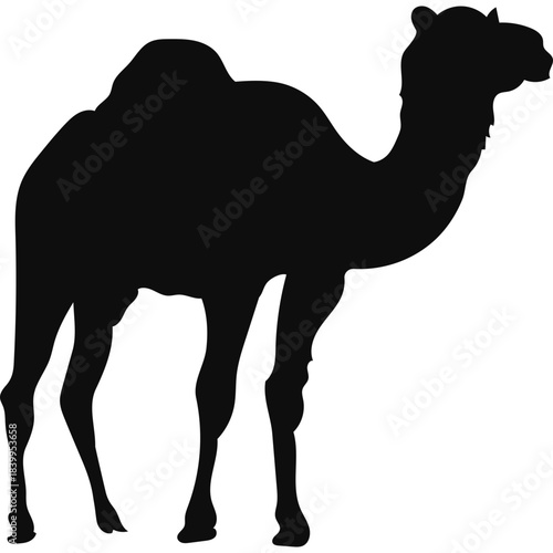 Camel Silhouette Islamic Illustration