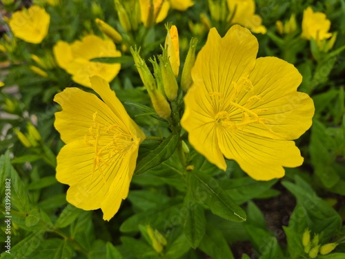 Foto close up of yellow flower golden evening primroses sundrops