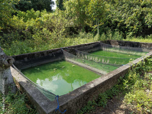 Canvas Print Old concrete water basin filled with green algae water surrounded by lush vegetation