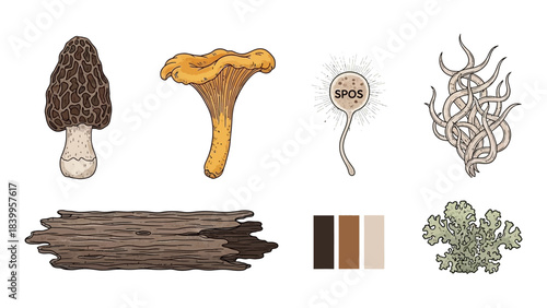 Vector art set depicting various nature icons with a vector illustration of mushrooms and lichen in a natural environment.
