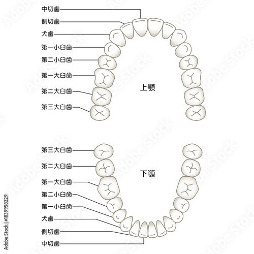 歯の名称　歯列