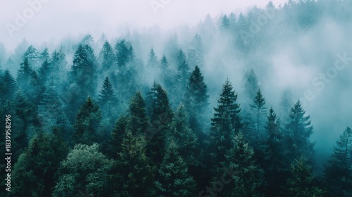 Misty evergreen forest in soft teal tones creating dreamy atmospheric landscape ideal for nature backgrounds and calm design