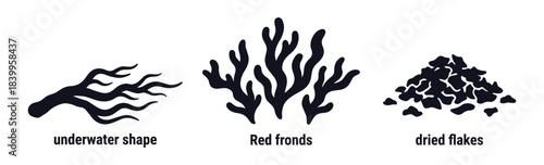Algae underwater plant, red fronds, and dried flakes marine life vector graphic