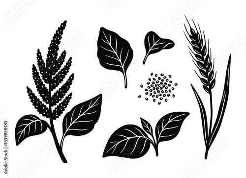 Amaranth plant leaves and seeds set. Cereal crops and wheat ear. Gluten free healthy food.