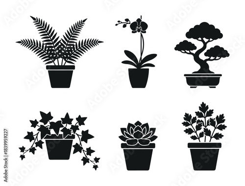 Assortment of domestic plants, including ferns, orchids, and bonsai trees, perfect for home styling