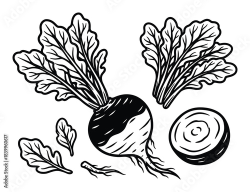 Beetroot vegetable illustration, whole beet, sliced beet, beet leaves, roots, fresh produce graphic set.