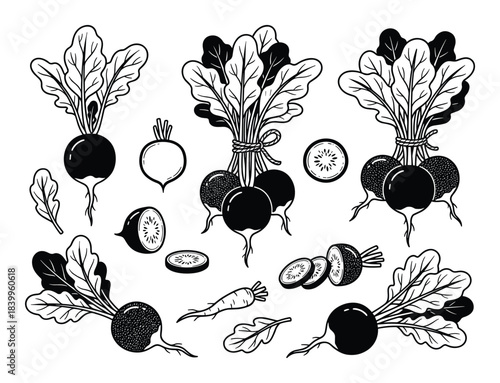 Beetroot and radish set vector black and white illustration. whole and sliced vegetables leaves and bundles