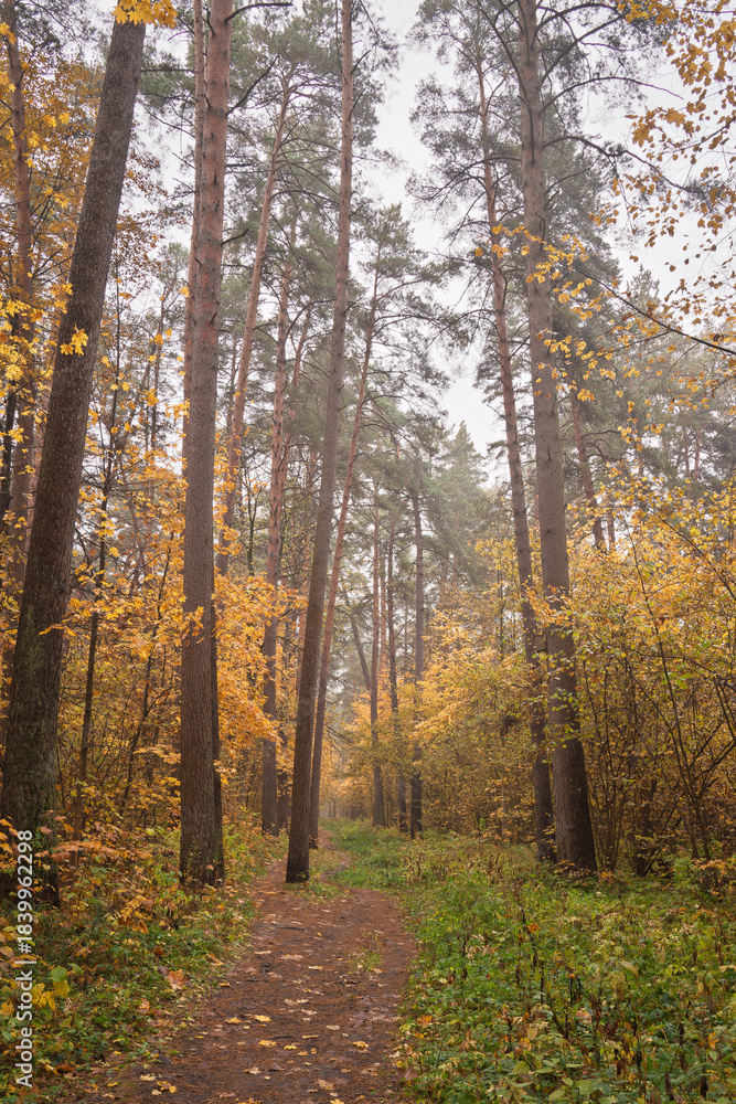Obraz premium Forest path in autumn through tall pines and maple trees with golden yellow foliage. Natural beauty and tranquility perfect for background image and travel concept. Golden autumn.