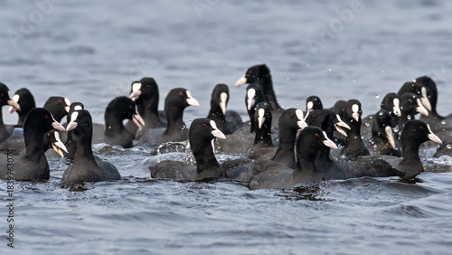 Bild auf Leinwand A group of Eurasian coot or Common Coot (Fulica atra) at Keoladeo National Park,