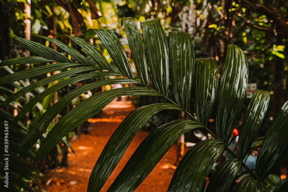 Obraz premium Red bridge surrounded by palm trees in tropical forest landscape. Scenic outdoor view with dramatic light.