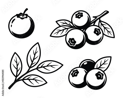 Blueberry fruit vector icon. Blueberry leaves. Blueberry branch. Blueberry design. Blueberry isolated.