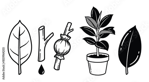 Botanical elements set, various plants, plant in pot, leaves, stem, poppy seed pod, drop icon, graphic collection.