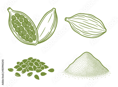 Cardamom pods and seeds set. Isolated hand drawn green spice illustration. Culinary and medicinal plant.