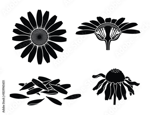 Chamomile flower set, chamomile flower with seed, petals, and cut view. Collection of chamomile flowers.