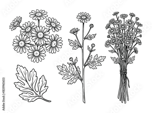Chamomile flowers botanical vector. Set of daisy flowers, leaves, bouquet. Medicinal herb illustration
