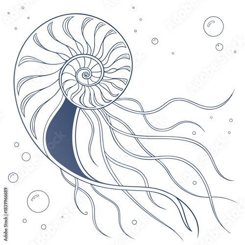 A delicate line art illustration of a nautilus shell with surrounding bubbles