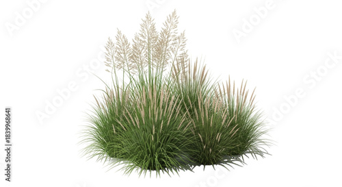 Lush green ornamental grass plant with feathery plumes on transparent background. Ideal for garden landscaping projects, architectural visualization, or nature-themed designs.