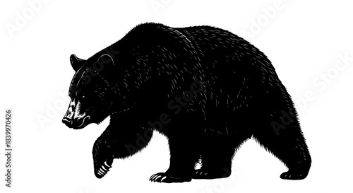 Black Bear Silhouette Standing on White Surface