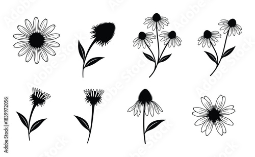 Echinacea flower outlines and solid silhouettes set. Medicinal herb, daisy, botanic, floral. Herbal plant collection.