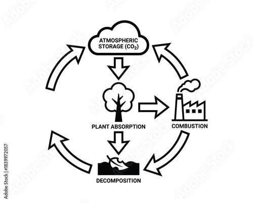 Ecological carbon cycle illustration with atmospheric storage, plant absorption, combustion, and decomposition.