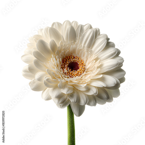 Elegant Blooming White Gerbera Flower Isolated on White Background