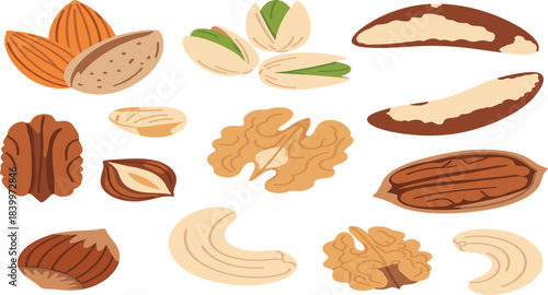 Assorted nut illustrations including almonds, pistachios, walnuts, cashews, pecans, and mixed nuts in colorful vector design