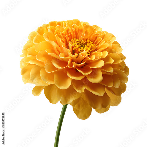 Vibrant Yellow Flower Blooming on White Background Close-Up