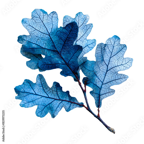 Blue Oak Branch Isolated on White Background for Nature Designs