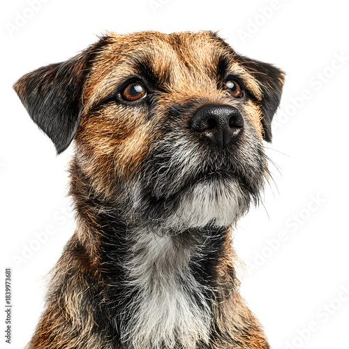 Professional Border Terrier Dog Isolated on White Background for Stock Photos