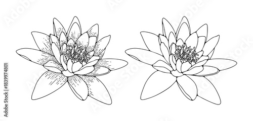 Luxury lotus flower or lily outline isolated on white background. Hand drawn vector floral illustration.