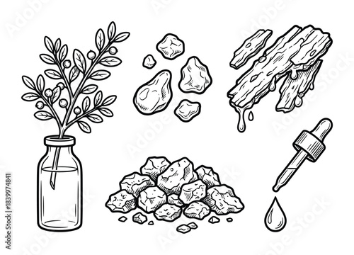 Frankincense resin tree branch essential oil droplets wood pieces black and white vector set