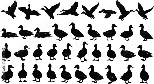 Duck silhouette vector set, flying ducks, standing pose, waterfowl icon, black illustration, bird anatomy, nature sketch, wildlife design