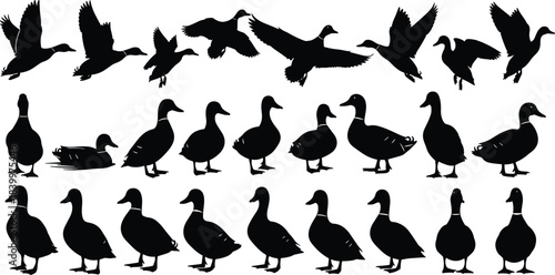 Duck silhouette vector set, flying ducks, walking ducks, swimming poses, bird shapes, black illustration, wildlife design, nature icon collection