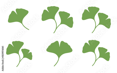 Ginkgo biloba leaves. Natural herbal medicine. Traditional chinese plant. Set of botanical illustrations.