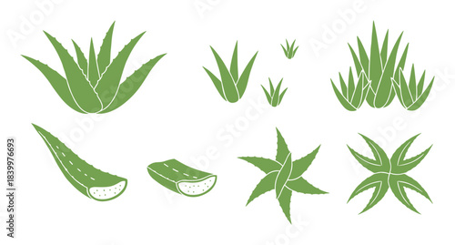 Green aloe vera plants and cut leaves. Natural health and beauty products botanical elements.