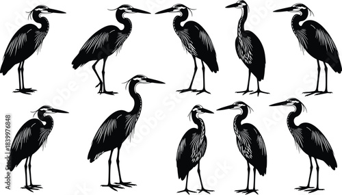 Heron silhouette vector set, elegant bird poses, long neck, feather detail, black illustration, wildlife design, nature icon, graceful anatomy