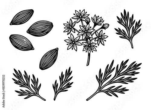 Herbal plant set with cardamom pods, leaves, and inflorescence line art. Organic spice ingredient.