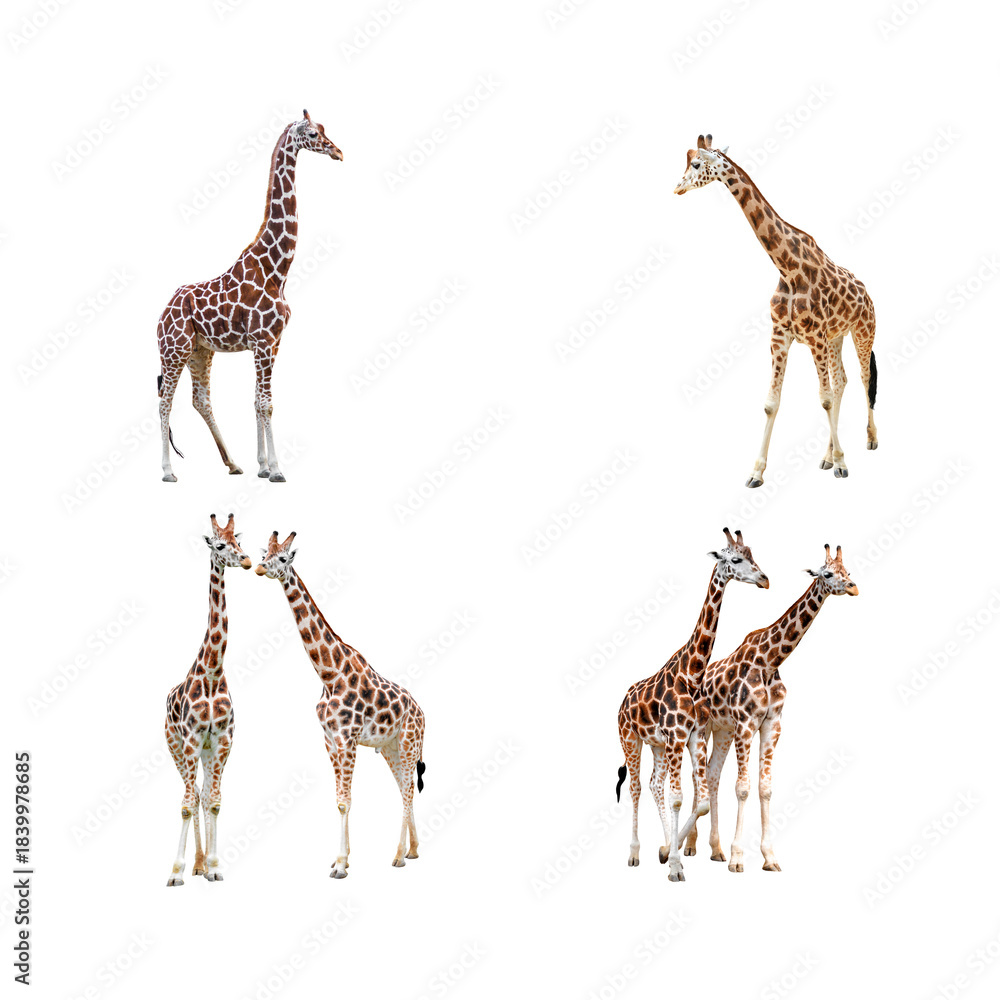 Obraz premium giraffe
