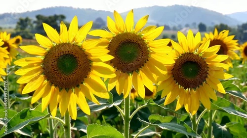 Sunflowers in Bloom - A Vibrant Field of Yellow Beauty.