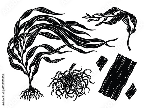 Kelp seaweed illustrations including whole plant roots cut pieces. Marine flora. Black and white vector.