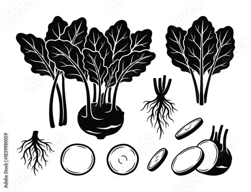 Kohlrabi vegetables with leaves, roots, and slices black silhouette elements isolated on white.