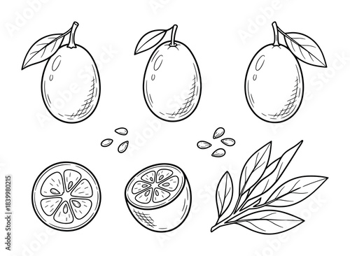 Kumquat citrus fruit line art illustration. Whole kumquats, halves, seeds, and branches hand drawn elements.